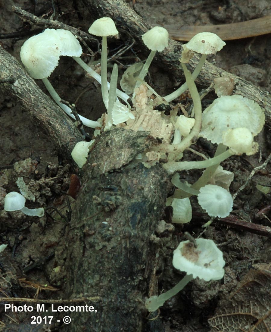 Mycena alba (Phloeomana alba)